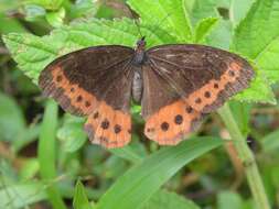 Image de Oxeoschistus simplex Butler 1868