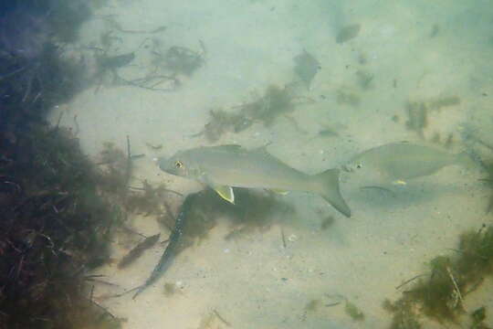 Image of Sand whiting