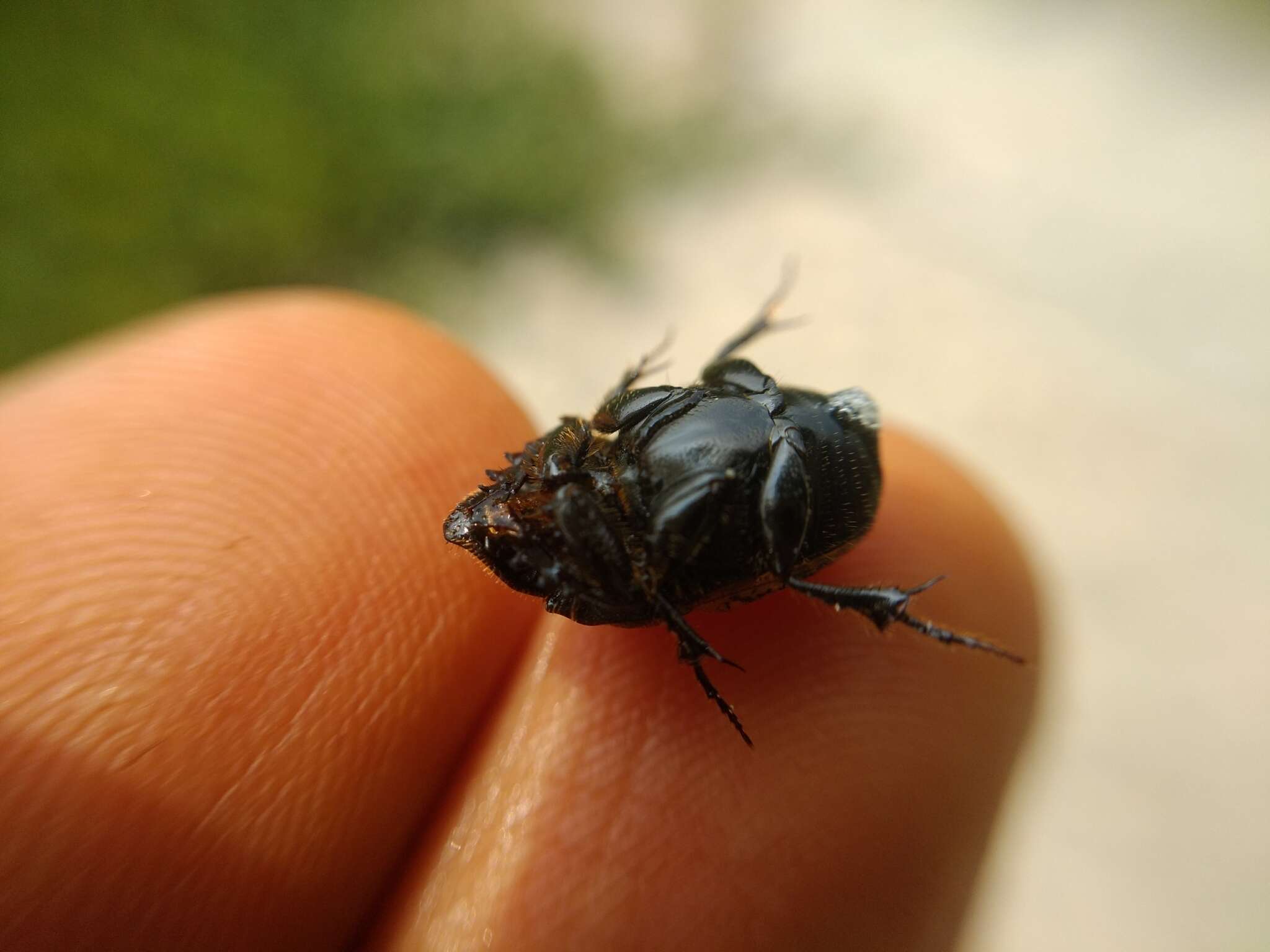 Image of Onthophagus (Palaeonthophagus) gibbulus (Pallas 1781)