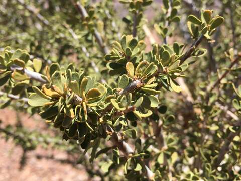 Image of Boscia foetida subsp. foetida