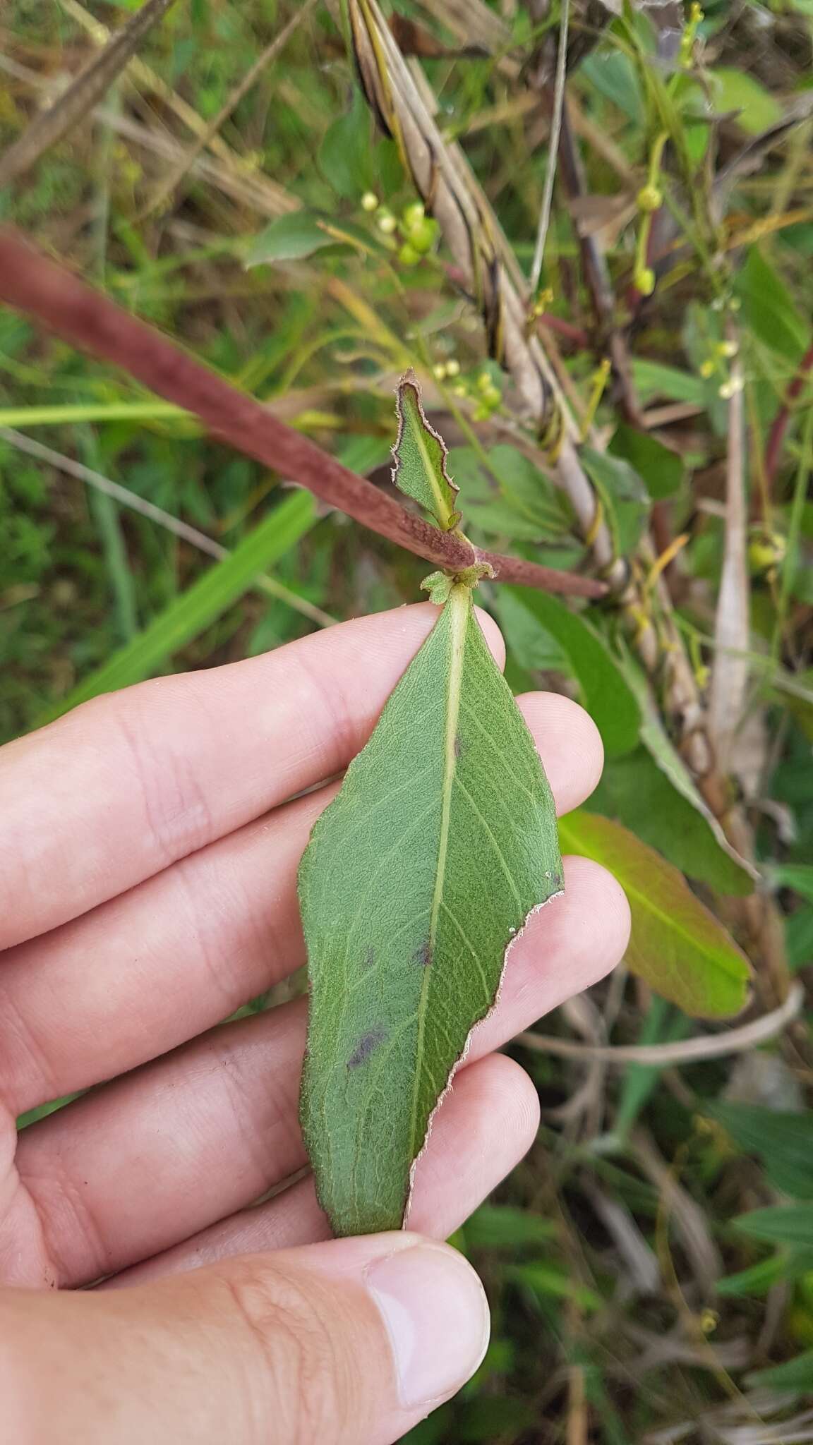 Plancia ëd Ayapana amygdalina (Lam.) R. King & H. Rob.