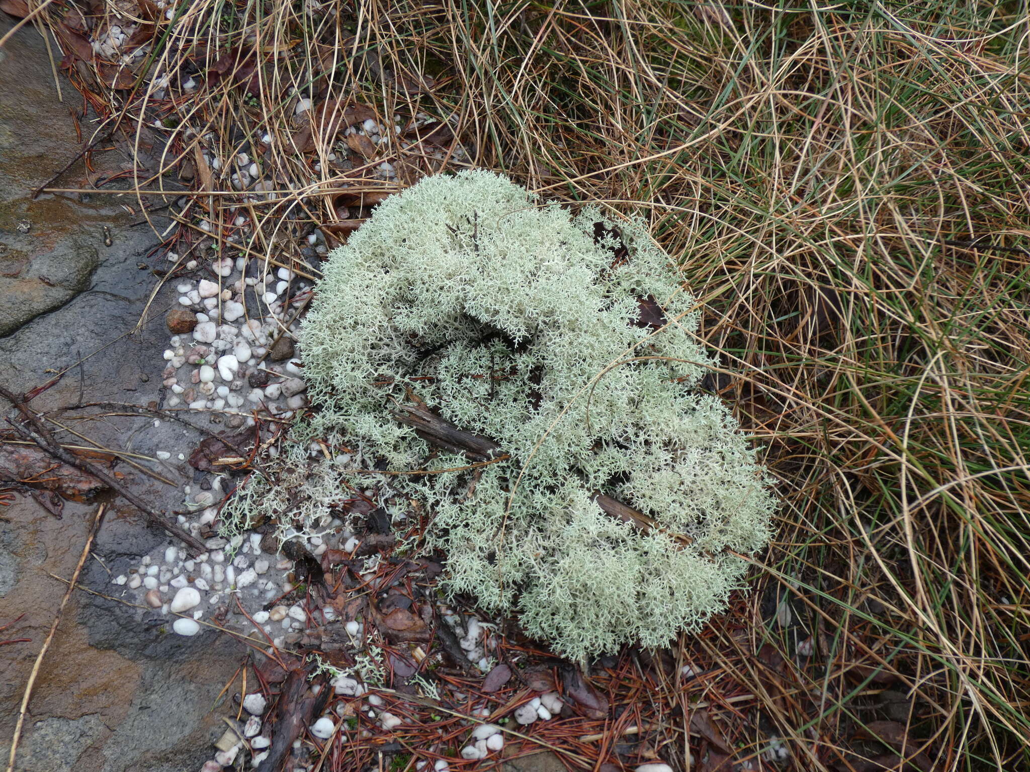 Image de Cladonia subtenuis (Abbayes) A. Evans