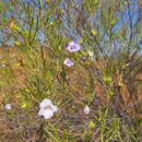 Image de Eremophila gibsonii F. Muell.