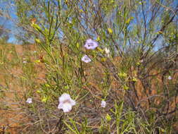 Image of Purple Fuschia Bush