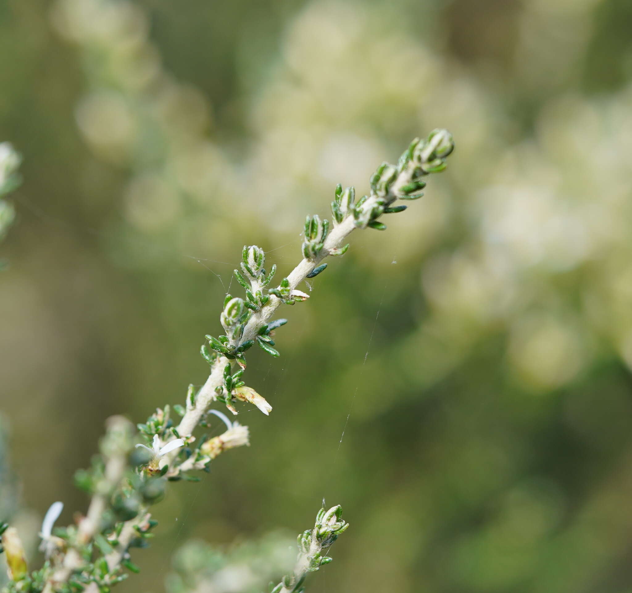 Image of Alpine Daisy-bush