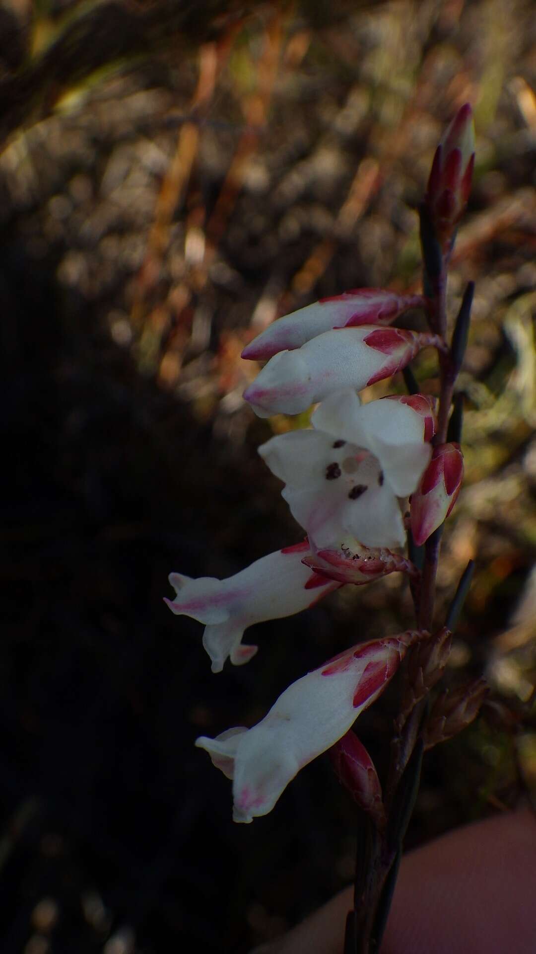 Imagem de Epacris obtusifolia Sm.