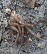 Image of Antmimic spider