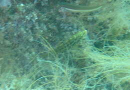 Image of Five-spotted Wrasse