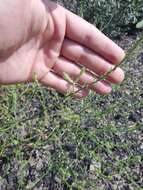 Image of Hyssop-Leaf Bugseed