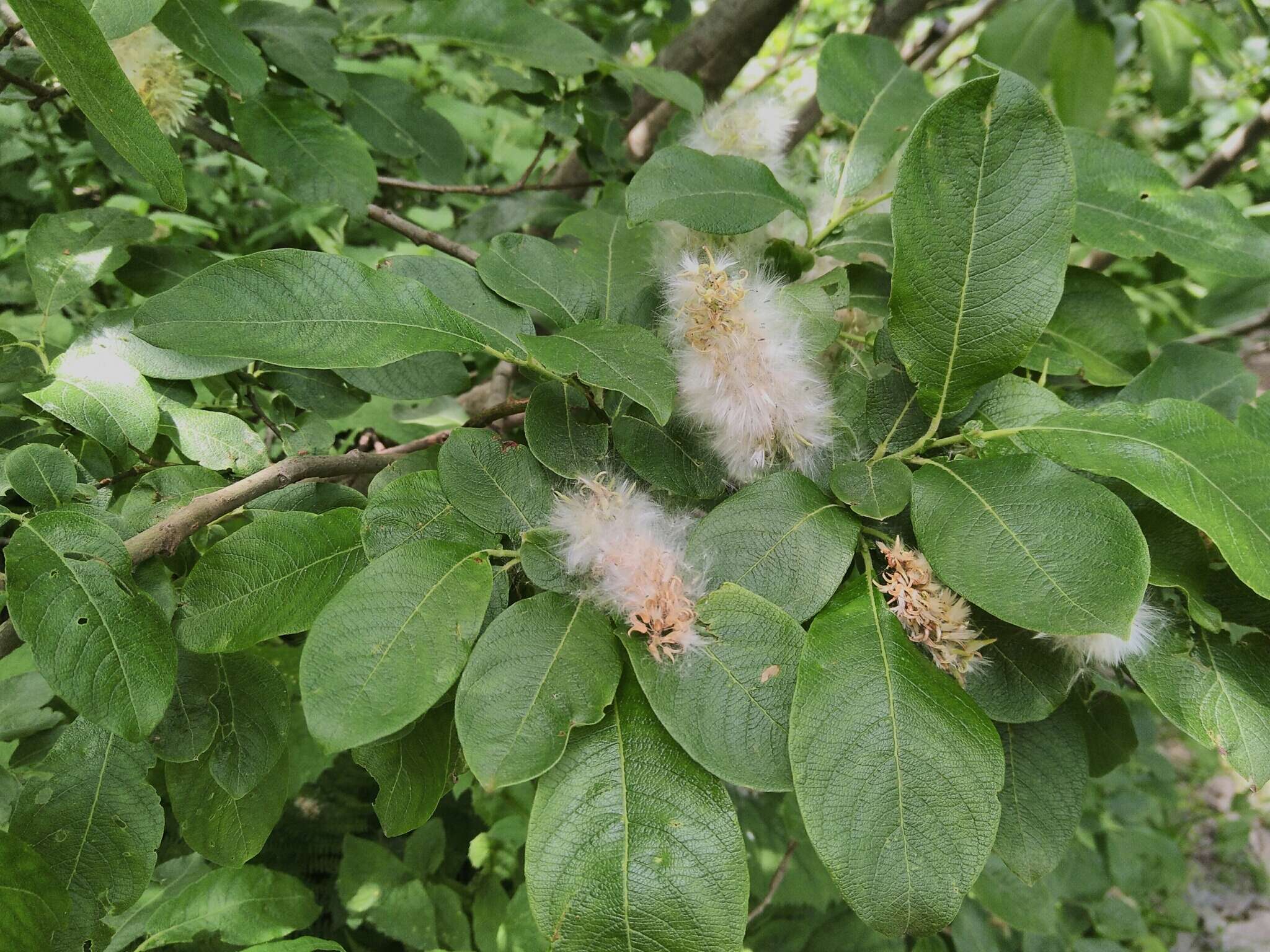 Image of Salix appendiculata Vill.