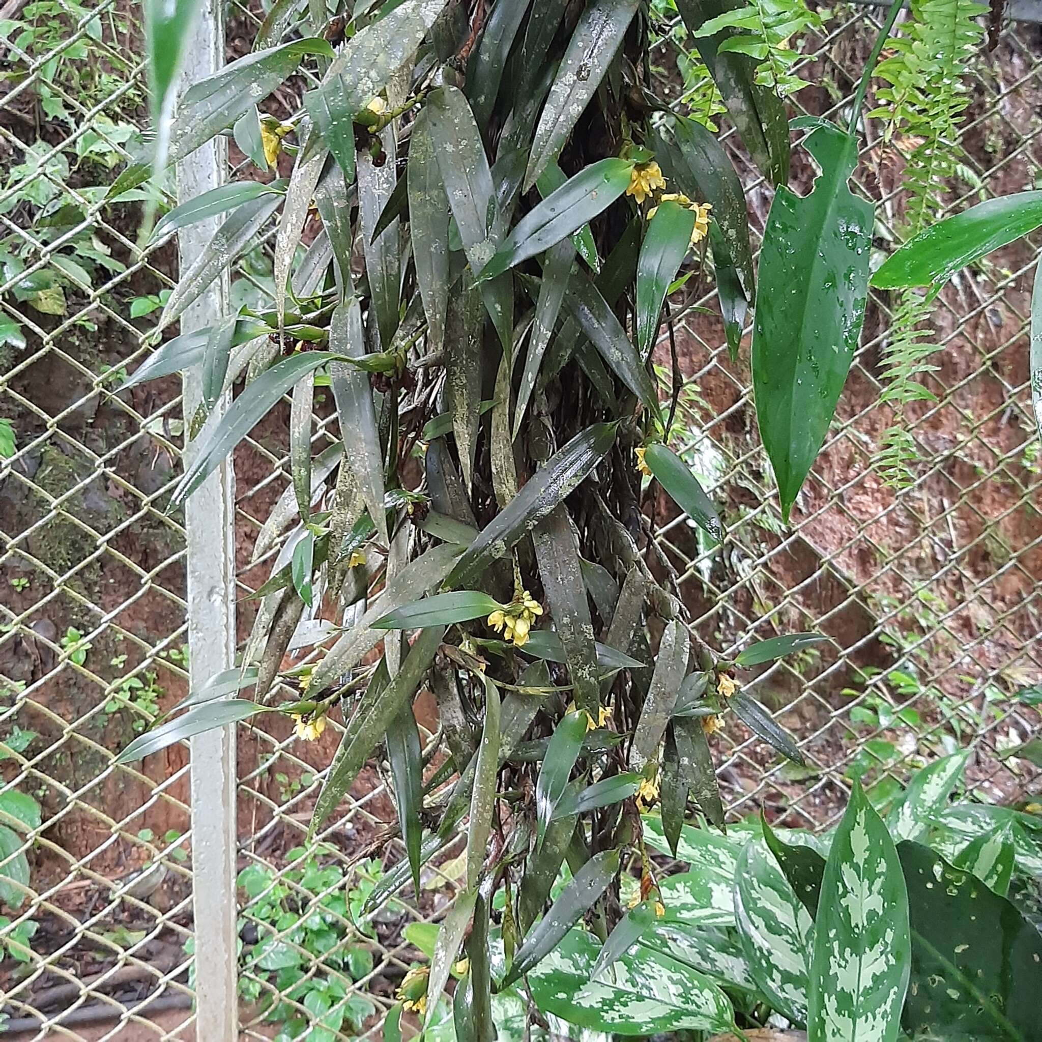 Image of Maxillaria pseudoneglecta J. T. Atwood