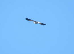 Image of Andean Lapwing