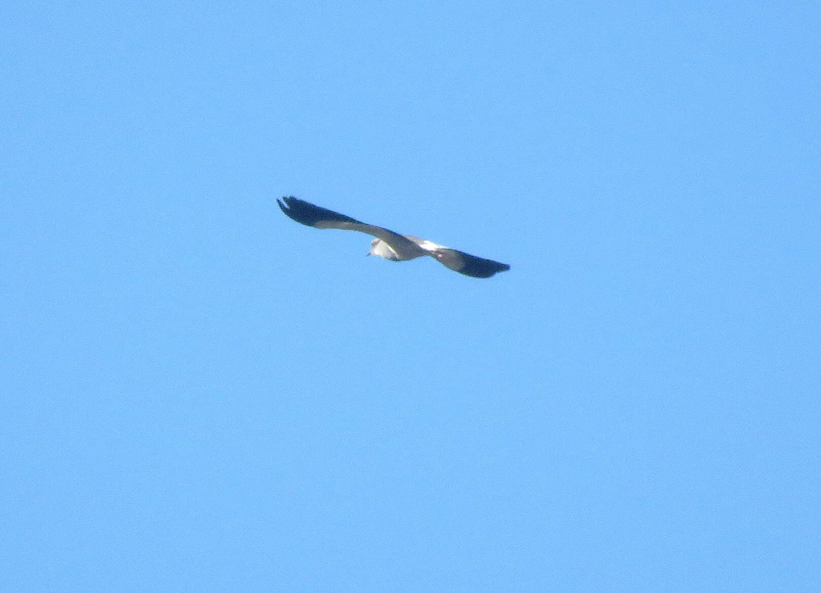 Image of Andean Lapwing