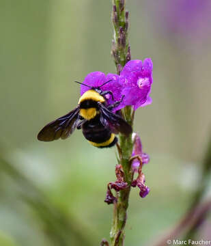 Imagem de Bombus transversalis (Olivier 1789)