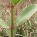 Image of Pachycarpus asperifolius (Meissn.) Meissn.
