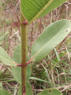 Image of Pachycarpus asperifolius (Meissn.) Meissn.