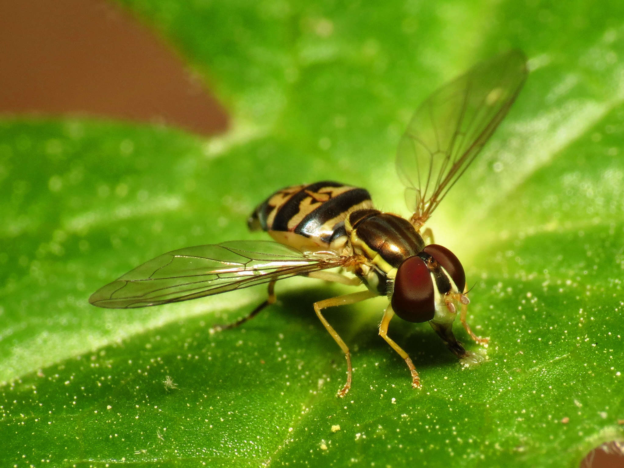 Image of Toxomerus geminatus (Say 1823)