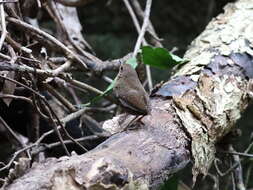 Image of Pygmy Cupwing