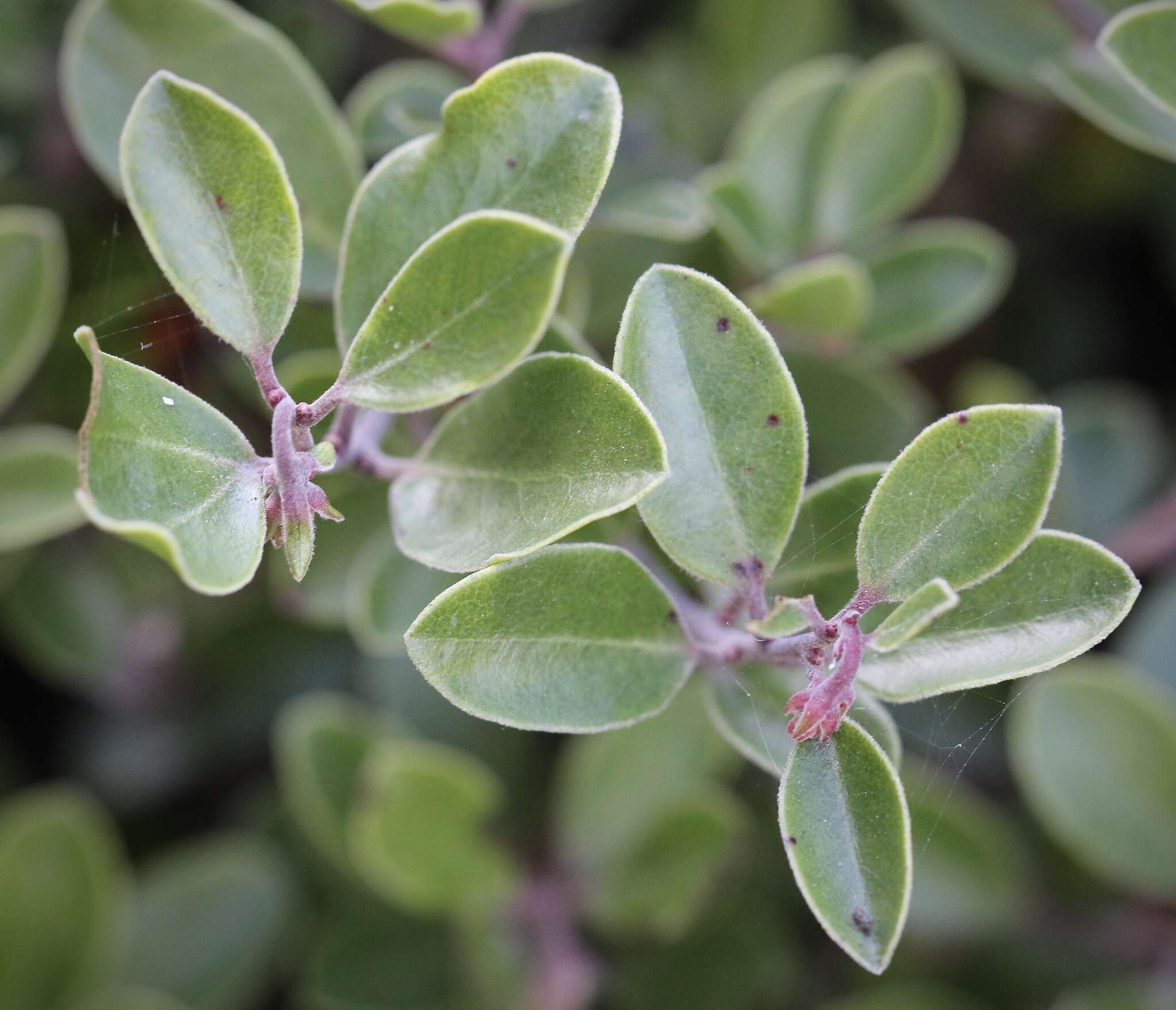 Image of Franciscan manzanita