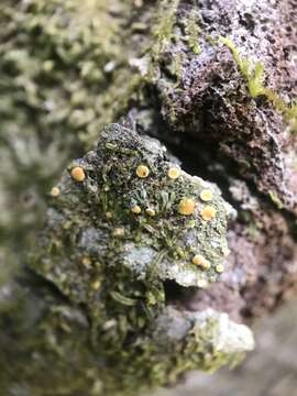 Image of dimerella lichen