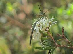 صورة Ariamnes colubrinus Keyserling 1890