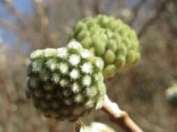 Plancia ëd Edgeworthia chrysantha Lindl.