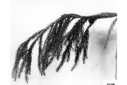 Image of Japanese Cedar