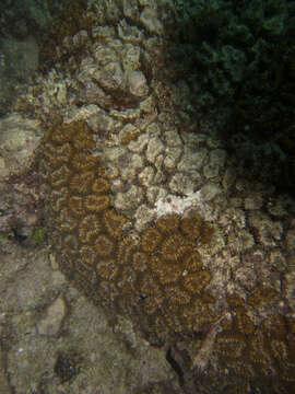 Image of Brain Root Coral