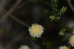 Image of Ozothamnus selago Hook. fil.