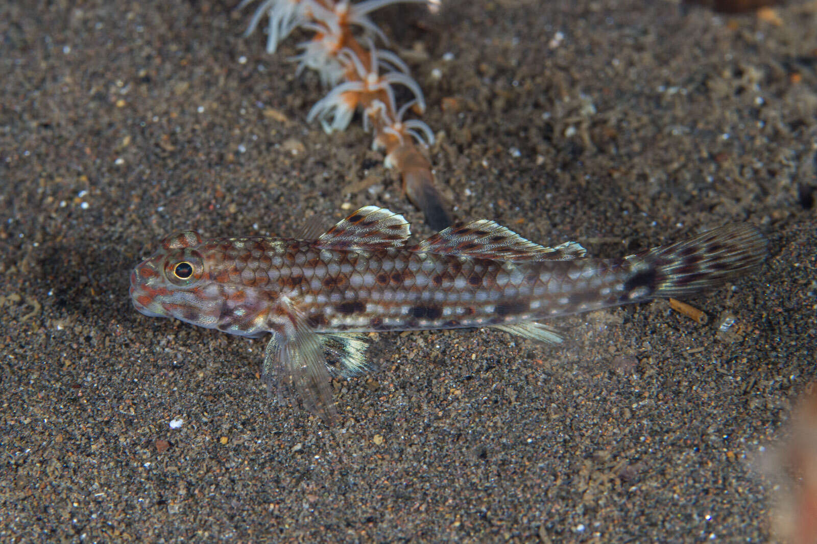 Image of Decorated goby