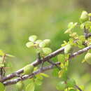 Image of Commiphora orbicularis Engl.