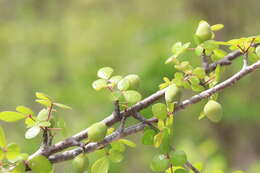 Image of Commiphora orbicularis Engl.