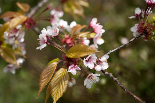 صورة Prunus spachiana (Lavallee ex H. Otto) Kitamura