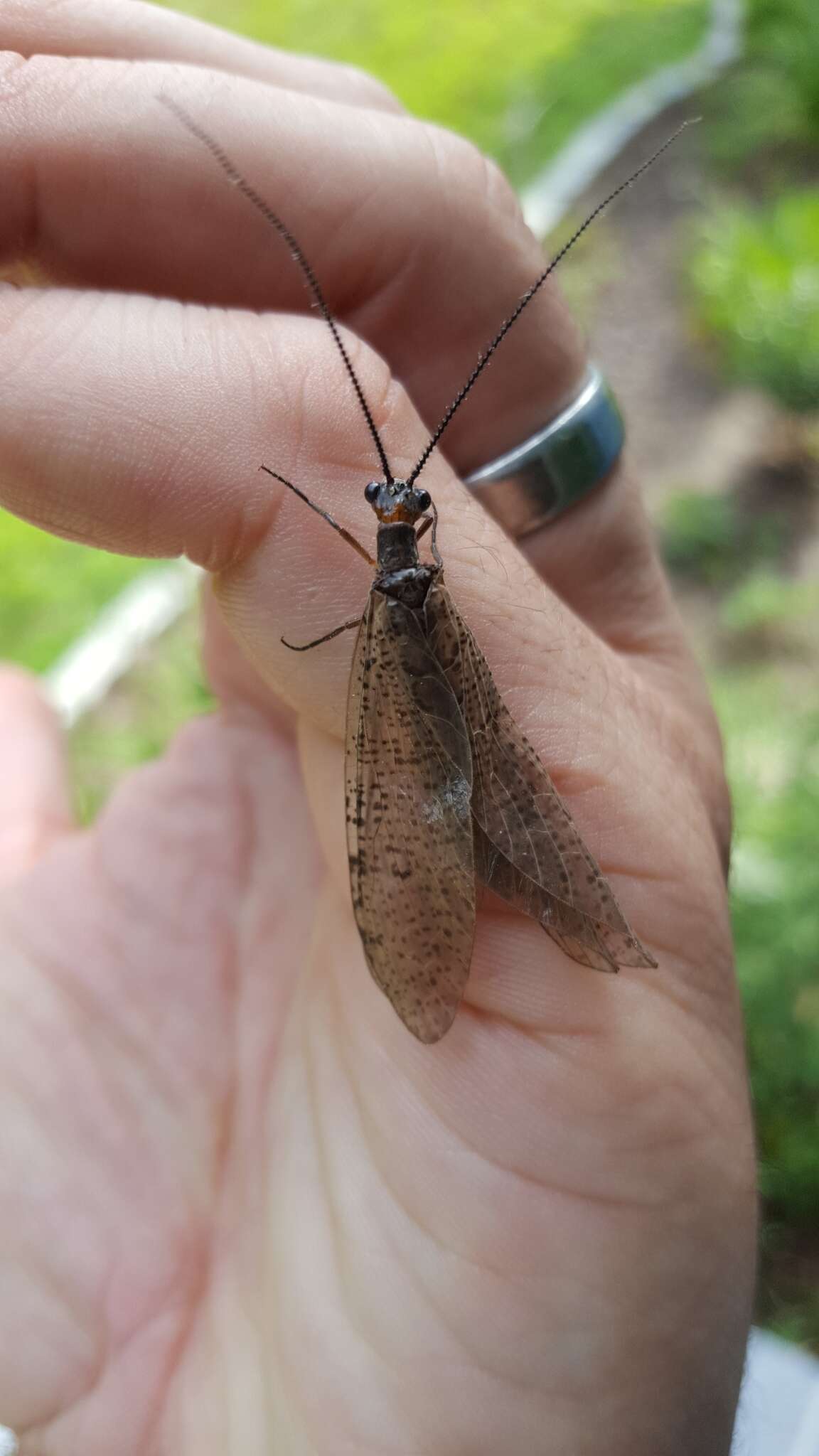 Image of Neohermes concolor (K. Davis 1903)