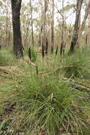 Image of Xanthorrhoea minor R. Br.