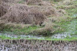 Image of Black-tailed Crake