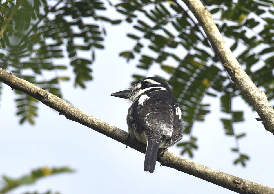 Image of Greater Pied Puffbird