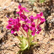 Image of Lapeirousia silenoides (Jacq.) Ker Gawl.