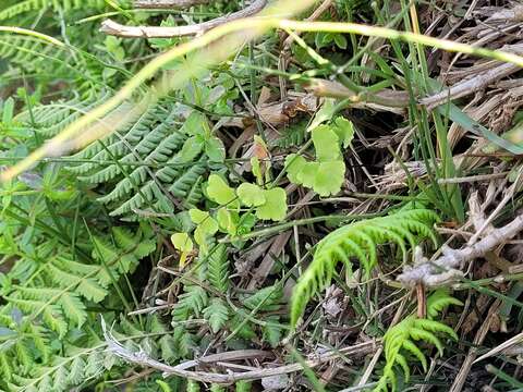 Adiantum chilense Kaulf.的圖片