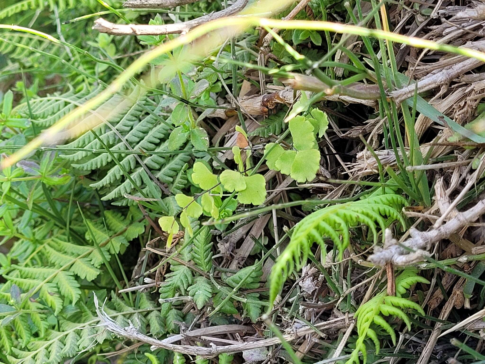 Image of Adiantum chilense Kaulf.