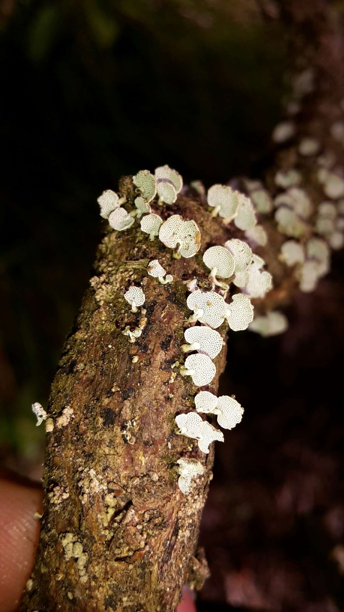 Image of Panellus luxfilamentus A. L. C. Chew & Desjardin 2015