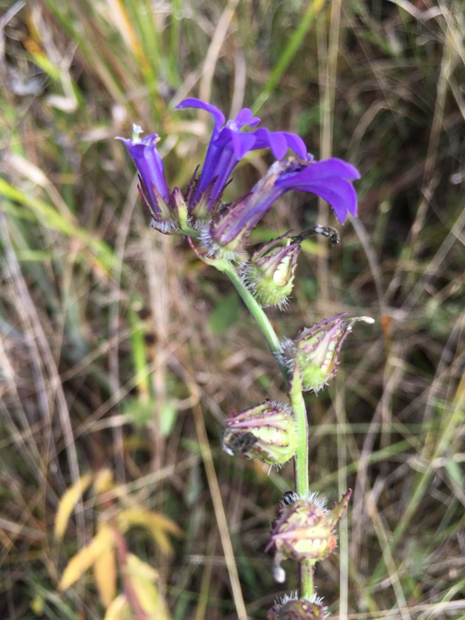 Plancia ëd Lobelia glandulosa Walter