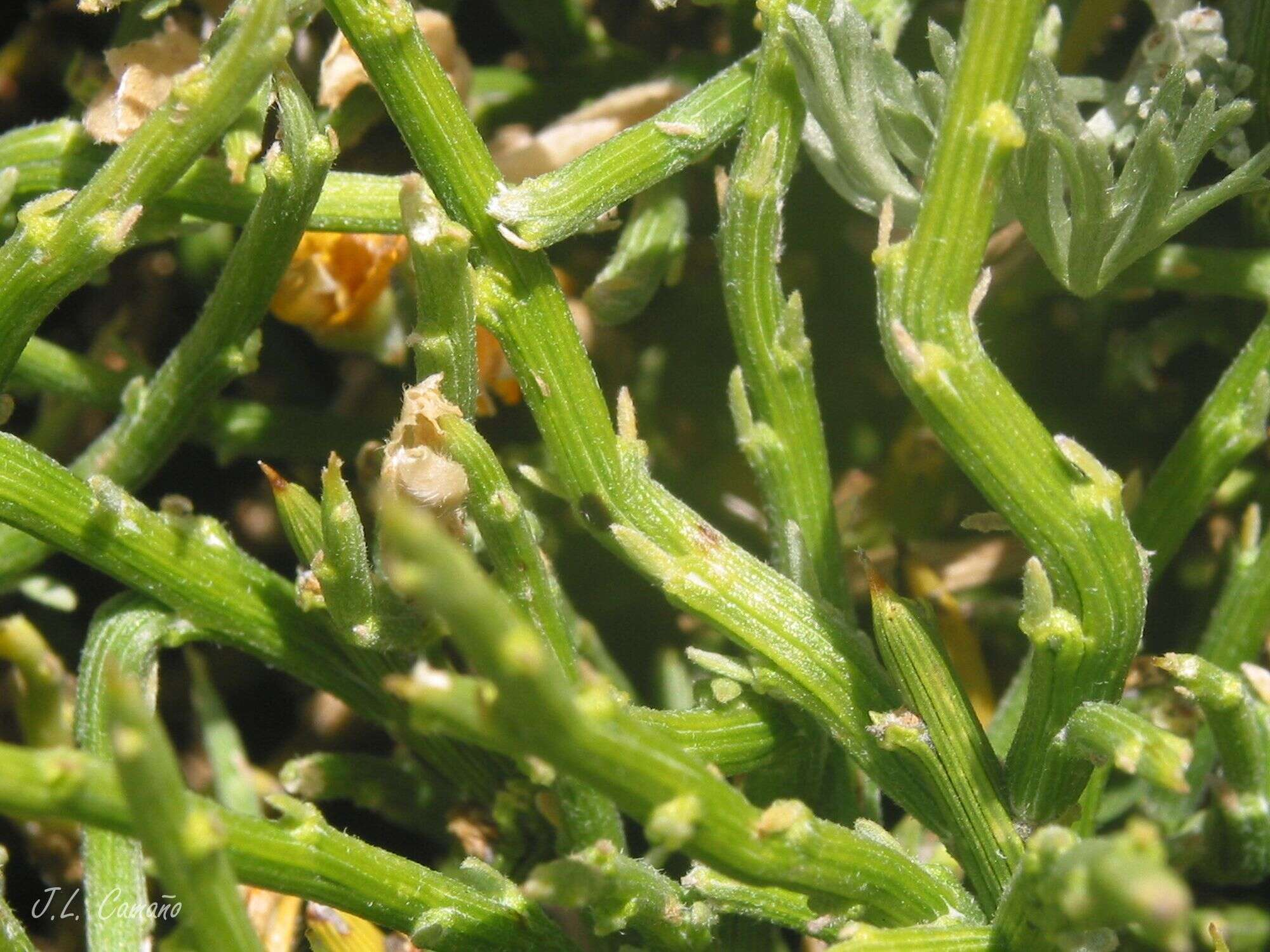 Imagem de Genista sanabrensis Valdes Brem. et al.