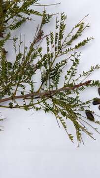 صورة Albizia bernieri Villiers