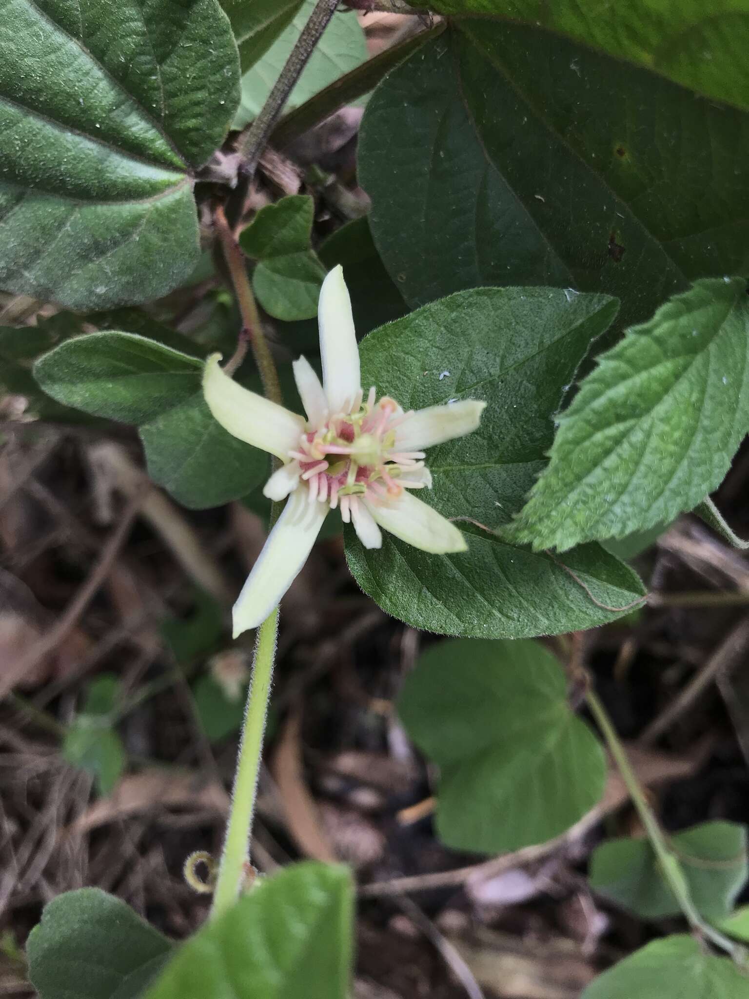 Image de Passiflora rubra L.