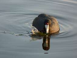 Imagem de Fulica cristata Gmelin & JF 1789