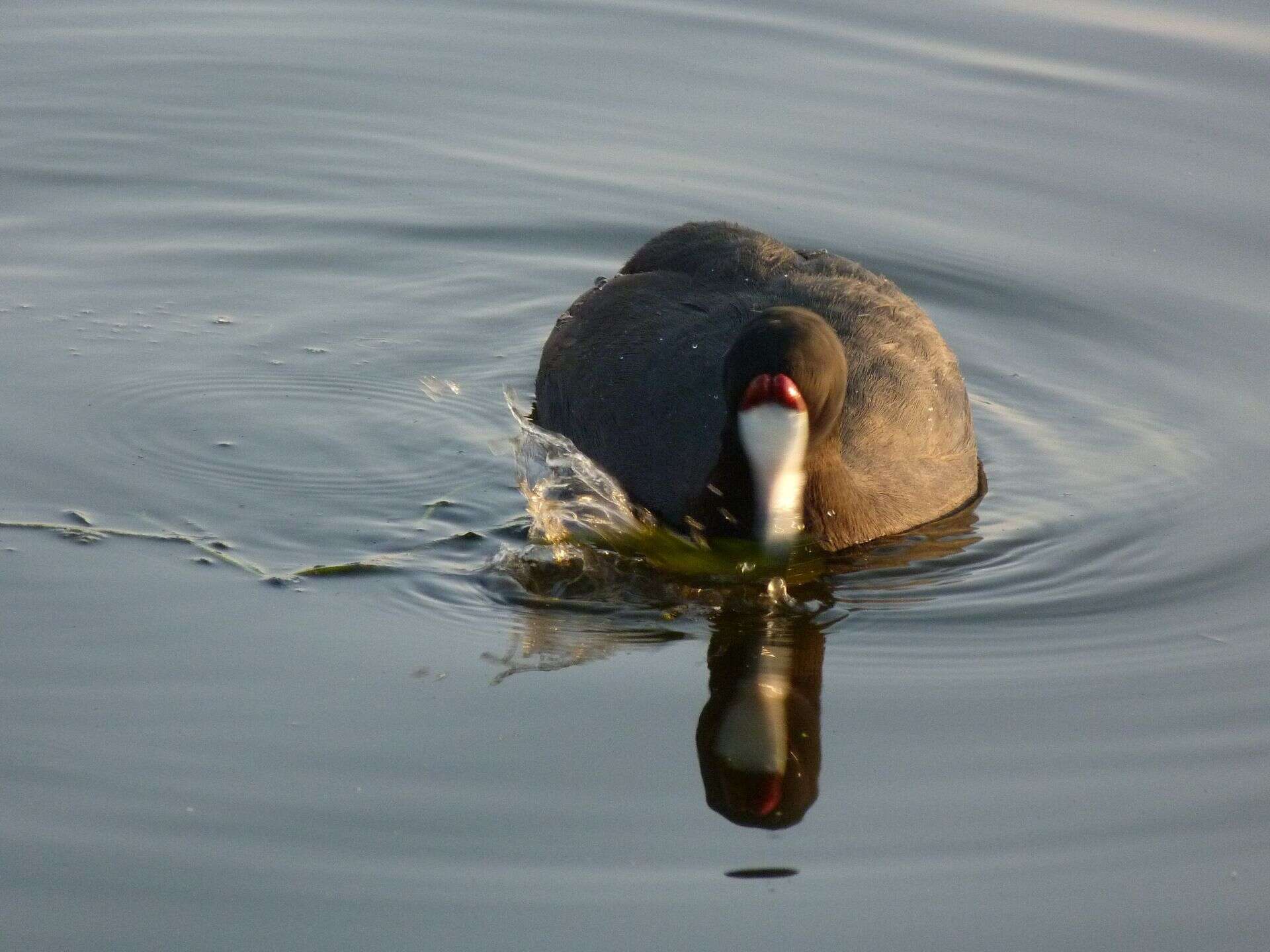 Imagem de Fulica cristata Gmelin & JF 1789