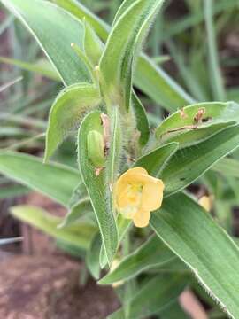 Image of Commelina africana var. krebsiana (Kunth) C. B. Clarke