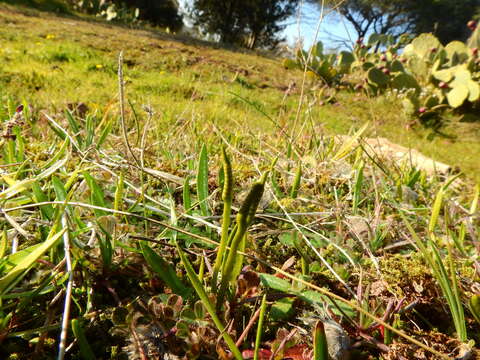 Image of small adder's tongue