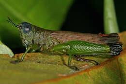 Balachowskyacris olivacea (Bruner & L. 1908) resmi